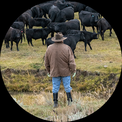 Farmer in front of cows